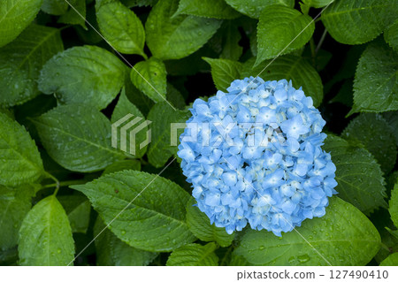Hydrangea of hydrangea after rain Hydrangea of hydrangea after rain 127490410
