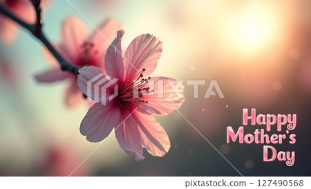 Elegant Pink Blossoms Celebrate Mother's Day with Sunlight and Soft Hues 127490568