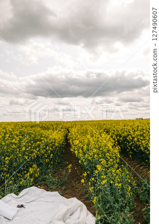 Bright yellow flower field under a cloudy sky with a blanket laid on the ground Bright yellow flower field under a cloudy sky with a blanket laid on the ground 127490607