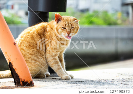 瀨戶內海男木島的流浪貓 127490873