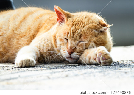 瀨戶內海男木島的流浪貓 瀨戶內海男木島的流浪貓 127490876