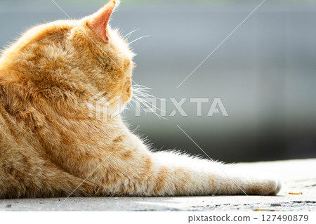 瀨戶內海男木島的流浪貓 127490879