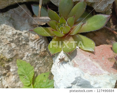 A small brown spider sits on a rock next to a green succulent plant. The scene is natural and showcases elements of a garden environment. 127490884