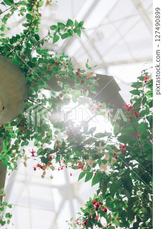 A flower blooming in a greenhouse 127490899