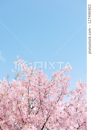 Beautiful cherry blossoms Beautiful cherry blossoms 127490903