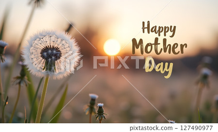 Serene Mother's Day Wish: Dandelion in Sunset Field with Warm Greetings 127490977
