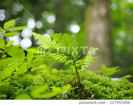 鬱鬱蔥蔥的綠色蕨類植物充滿生機 鬱鬱蔥蔥的綠色蕨類植物充滿生機 127491006