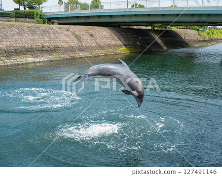 Diving Dolphin 127491146