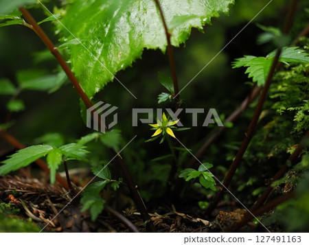 Yellow pretty flowers in the forest Yellow pretty flowers in the forest 127491163