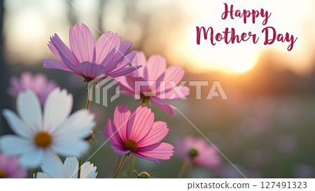 Celebrating Mother's Day with Delicate Cosmos Flowers in the Sunlight 127491323
