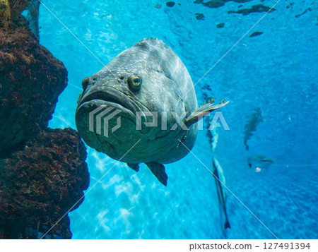 A graceful grouper A graceful grouper 127491394