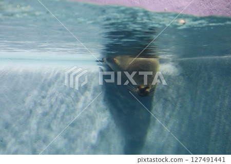 A spotted seal rests with its chin on the step in the pool A spotted seal rests with its chin on the step in the pool 127491441