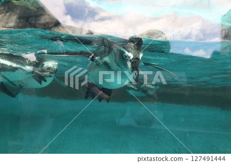 Penguin swimming underwater Penguin swimming underwater 127491444