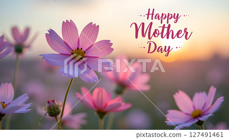 Beautiful Pink Cosmos Flowers with Happy Mother's Day Message at Sunset, Spring 127491461