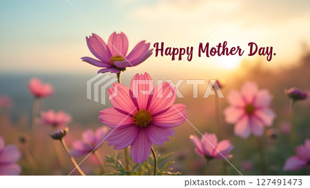 Gentle mother's day wishes with soft pink cosmos flowers in a meadow at sunrise 127491473