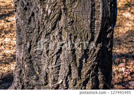 Bark of Amur velvet, or Amur cork tree, Phellodendron amurense. Cork tree bark texture. Old Tree bark texture. Natural background. Bark of Amur velvet, or Amur cork tree, Phellodendron amurense. Cork tree bark texture. Old Tree bark texture. Natural background. 127491493