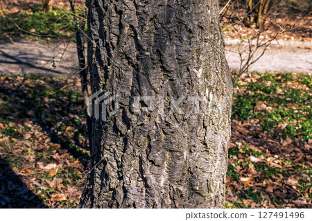 The bark of Amur velvet, or Amur cork tree, Phellodendron amurense. Cork tree bark texture. Natural background. The bark of Amur velvet, or Amur cork tree, Phellodendron amurense. Cork tree bark texture. Natural background. 127491496