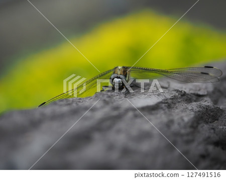 A white-tailed skimmer is exhausted by the sudden heat even though it is June, but manages to raise its head 127491516