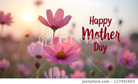 Beautiful pink cosmos flowers blooming at sunset celebrating mother's day Beautiful pink cosmos flowers blooming at sunset celebrating mother's day 127491603