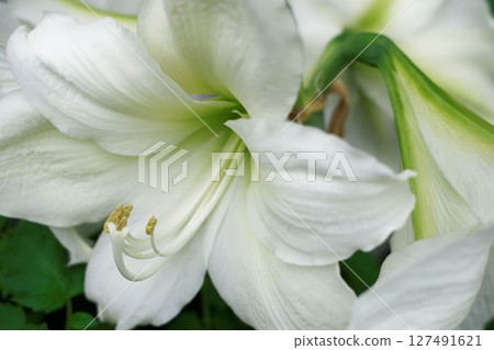 Amaryllis 127491621