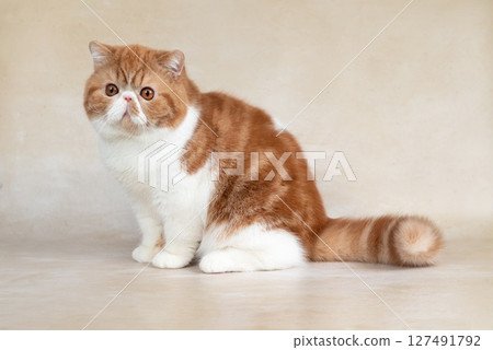 Portrait of beautiful red exotic shorthair cat on light background Portrait of beautiful red exotic shorthair cat on light background 127491792