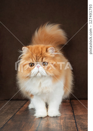 Portrait of a fluffy Persian cat on a dark background. Color: red and white. Portrait of a fluffy Persian cat on a dark background. Color: red and white. 127491793