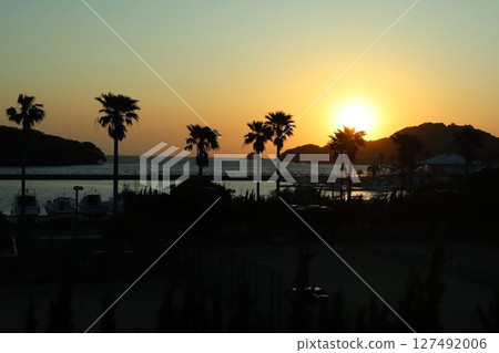 夕陽下的棕櫚樹 夕陽下的棕櫚樹 127492006