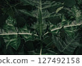 dark green leaves nature background 127492158