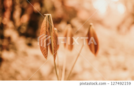 brown leaves  in sunrise  spring nature   background 127492159