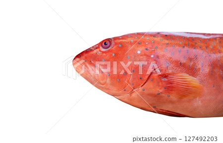 Generated image 127492203