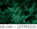 dark green leaves nature background 127492210