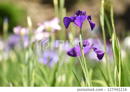 Purple irises stand out against the green Purple irises stand out against the green 127492216