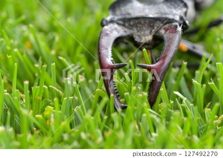 Macro shot of a European stag beetle in the grass. Close-up of the large mandibles of a male. Concept of endangered species and protected insects. 127492270