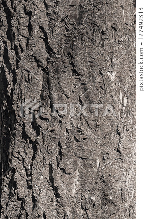 Vector illustration of bark of Amur velvet, Amur cork tree, Phellodendron amurense. Cork tree bark texture. 127492313