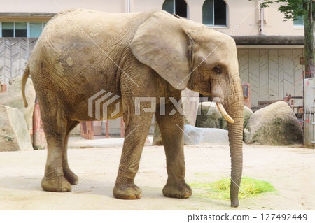 Pregnant forest elephant 127492449