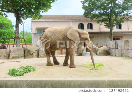 Pregnant forest elephant 127492451