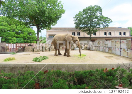 Pregnant forest elephant 127492452