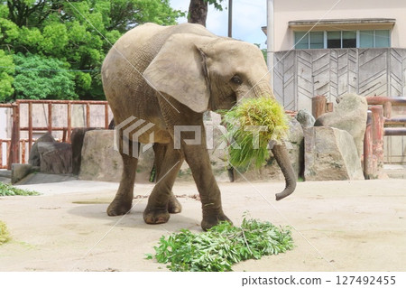 懷孕的森林象 127492455