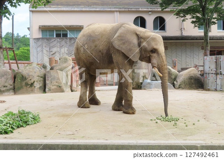 懷孕的森林象 127492461