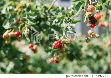 Ripe blackberries growing on bushes in a garden during summer season 127492715