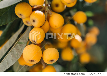 Fresh loquat fruits growing on a tree in a sunny garden during spring season 127492716