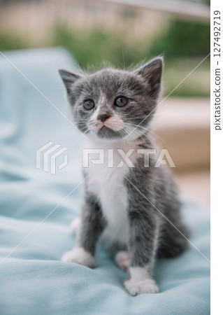 Cute gray and white kitten sitting on a soft blanket in a sunny indoor space 127492719
