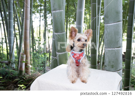Bamboo groves and Yorkshire Terrier 127492816