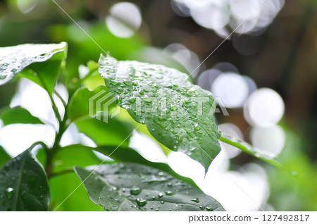 Persea americana Mill or Avocado, Lauraceae or Persea gratissima or avocado plant and rain droplet 127492817