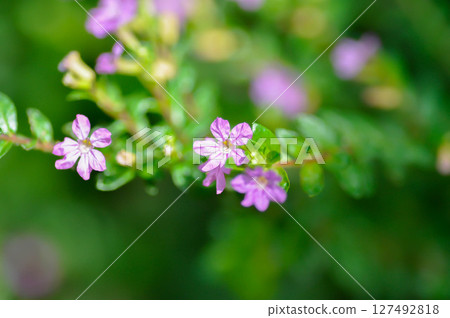 Cuphea hyssopifolia Humb, Cuphea hyssopifolia Kunth or Elfin Herb or False Heather or LYTHRACEAE 127492818