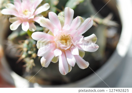 Gymnocalycium ,Gymnocalycium mihanovichii or gymnocalycium mihanovichii variegated with flower or cactus flower 127492825