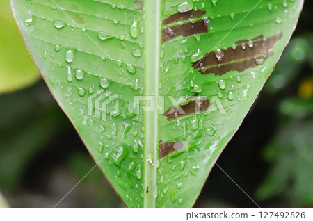 banana plant, blood banana or Musa acuminata or Musa balbisiana and rain droplet banana plant, blood banana or Musa acuminata or Musa balbisiana and rain droplet 127492826