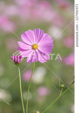 秋季盛開的美麗波斯菊 127492971