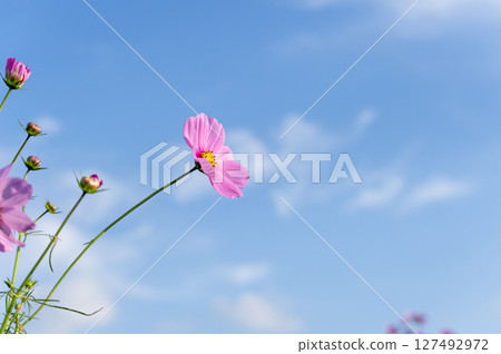 Pretty cosmos flowers blooming towards the autumn sky 127492972