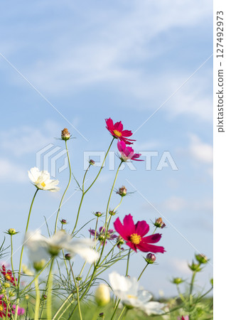 Pretty cosmos flowers blooming towards the autumn sky 127492973